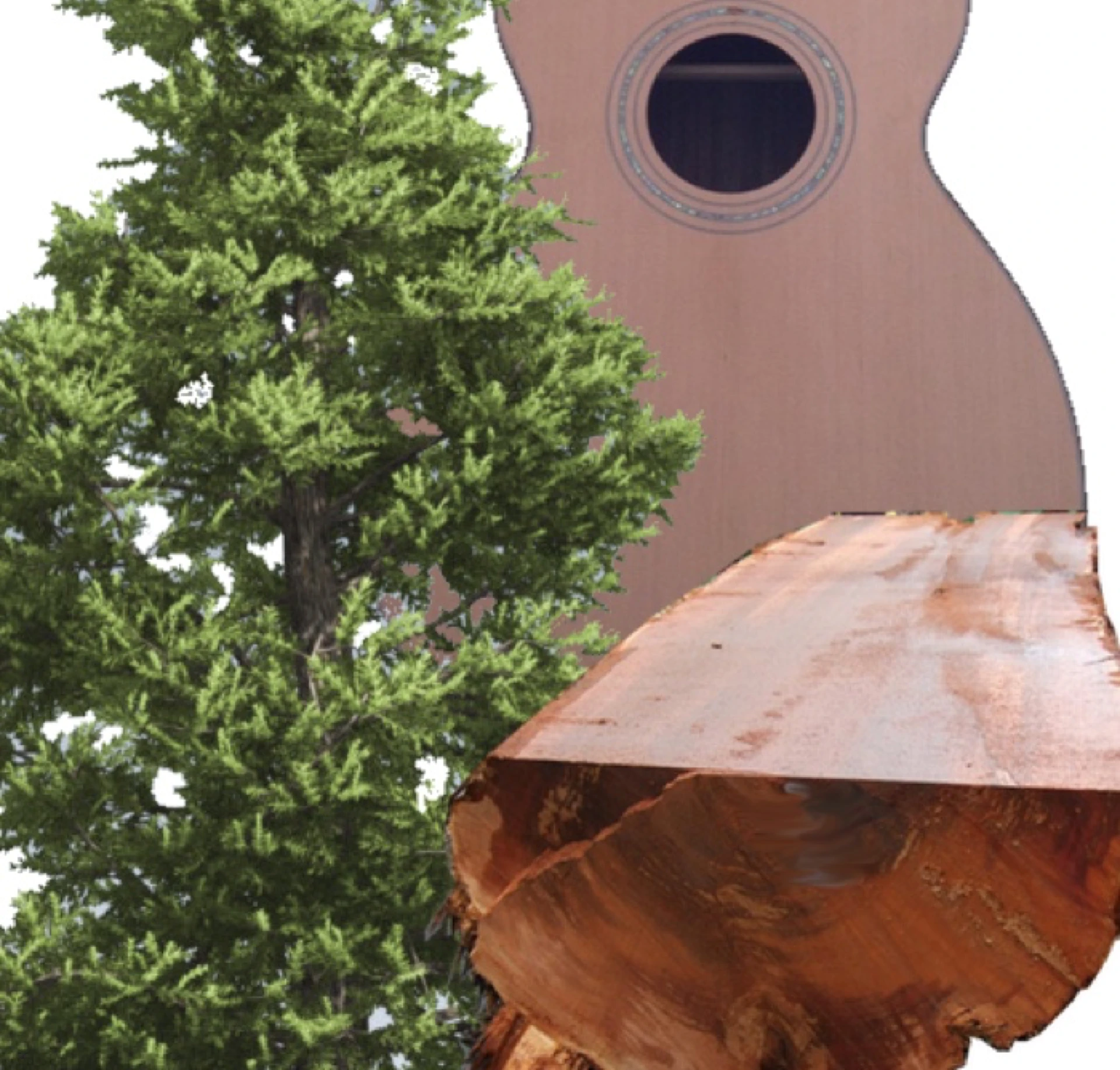Cedar log, board, guitar